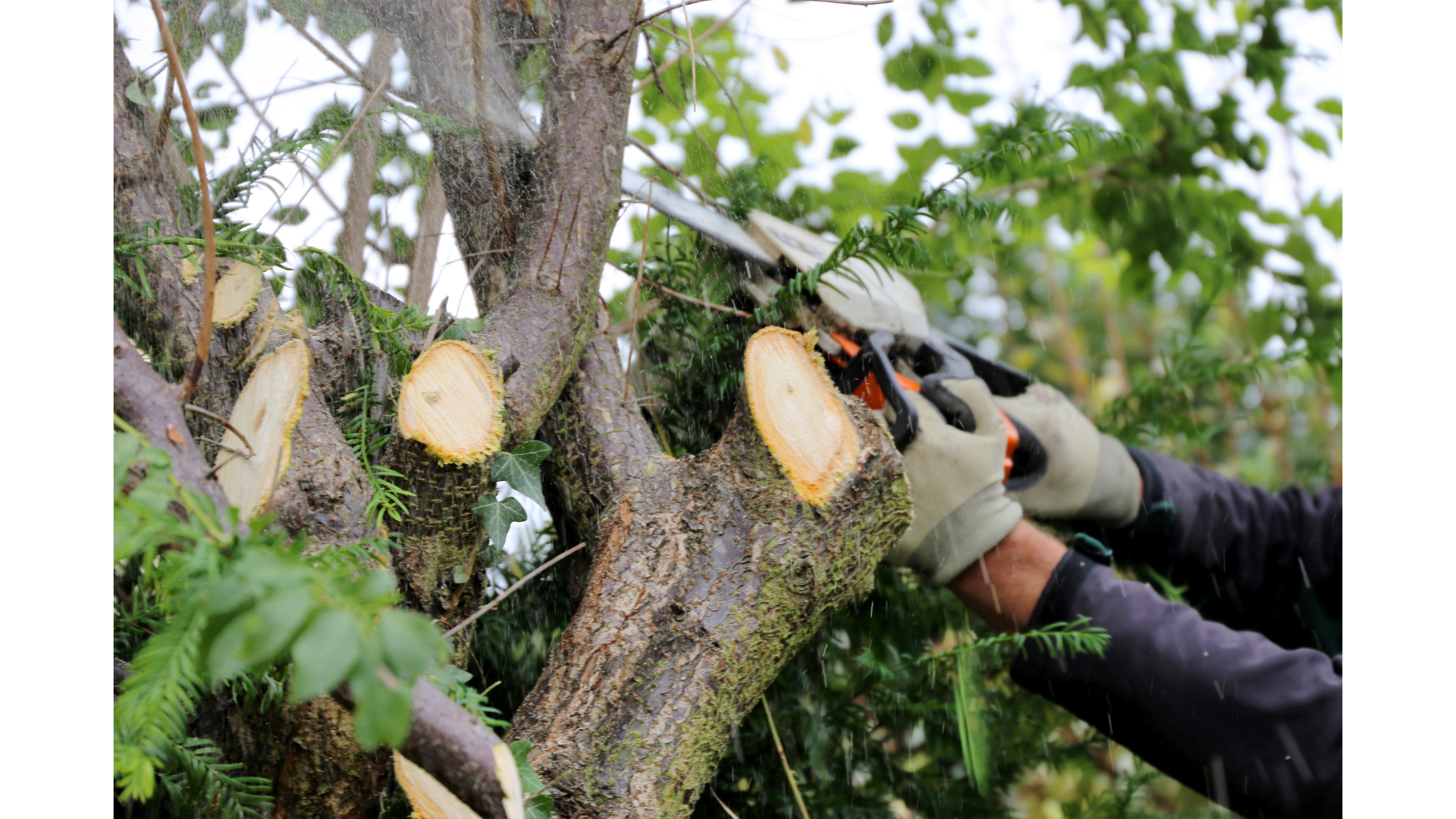 Riktige beskjæringsteknikker for sunne trær