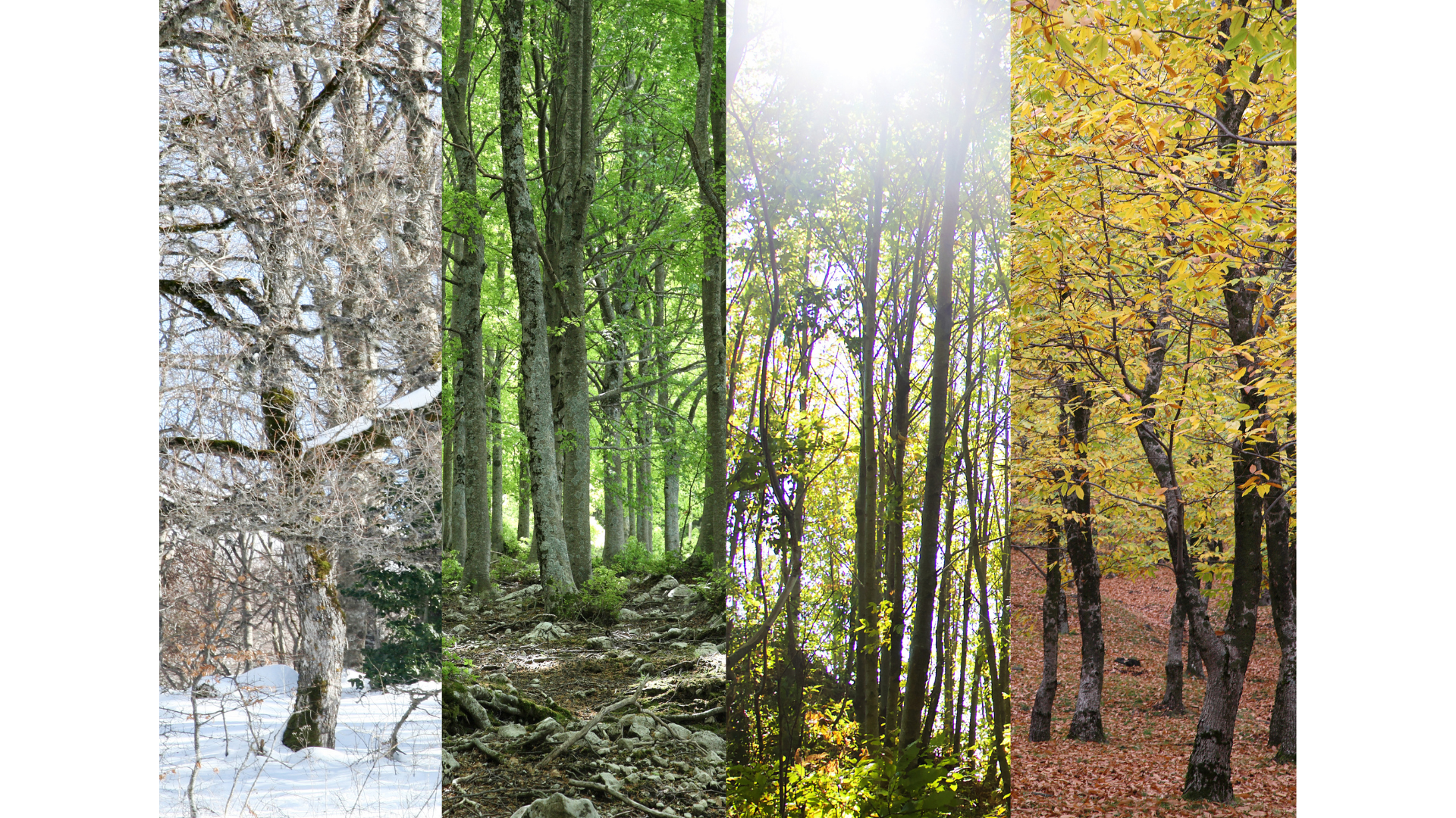 Når er beste tid på året for trefelling?