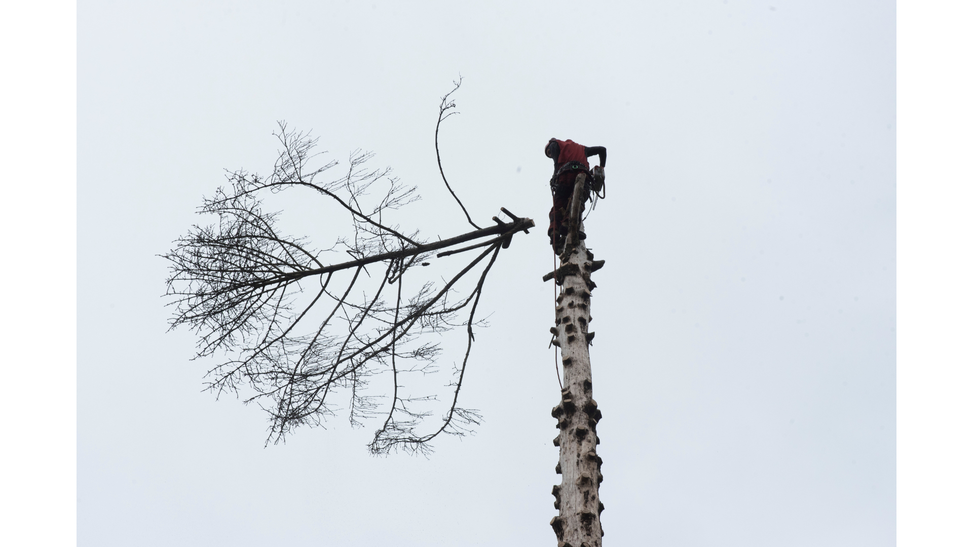 Sikkerhet ved trefelling - hva du må vite