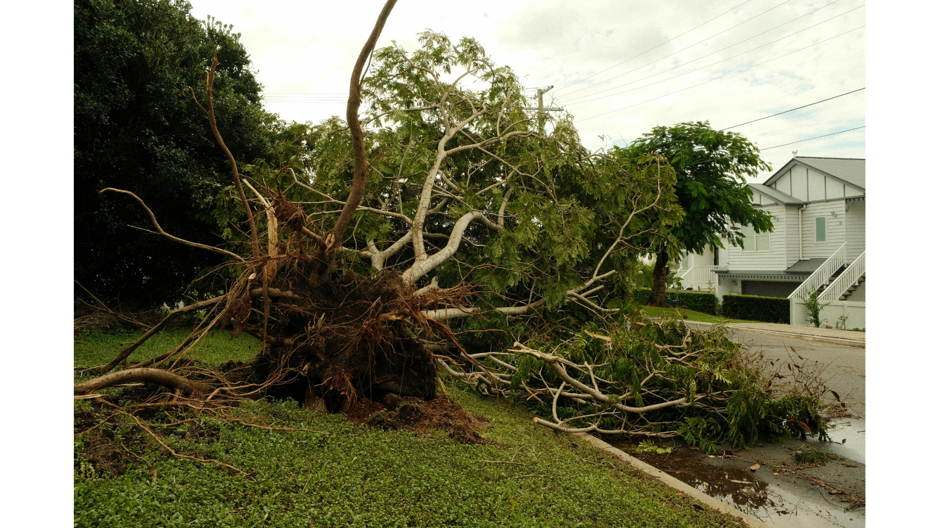 Når stormen har herjet – Thorsen Trefelling rykker ut
